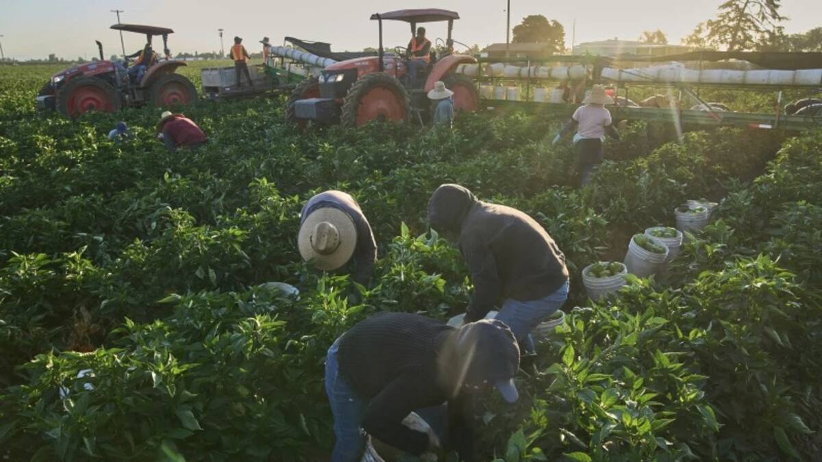 Canadá contrata a más de 25 mil mexicanos en 2025 para trabajos agrícolas: estas son las provincias que más buscan mano de obra, los estados de México que más trabajadores envían, los salarios y los beneficios que ofrecen a quienes aplican al Programa de Trabajadores Agrícolas Temporales México–Canadá
