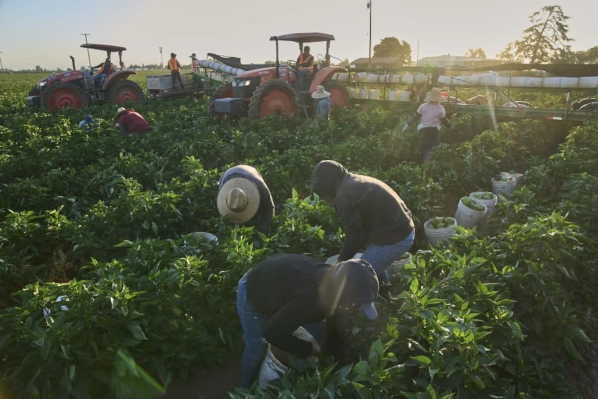 Trabajadores agrícolas migrantes recogen hortalizas una mañana temprano en Fresno, California, el 18 de julio de 2025. | Crédito: AP/Damian Dovarganes, Archivo