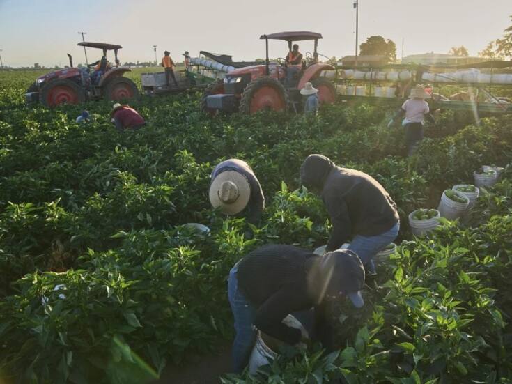 Canadá contrata a más de 25 mil mexicanos en 2025 para trabajos agrícolas: estas son las provincias que más buscan mano de obra, los estados de México que más trabajadores envían, los salarios y los beneficios que ofrecen a quienes aplican al Programa de Trabajadores Agrícolas Temporales México–Canadá