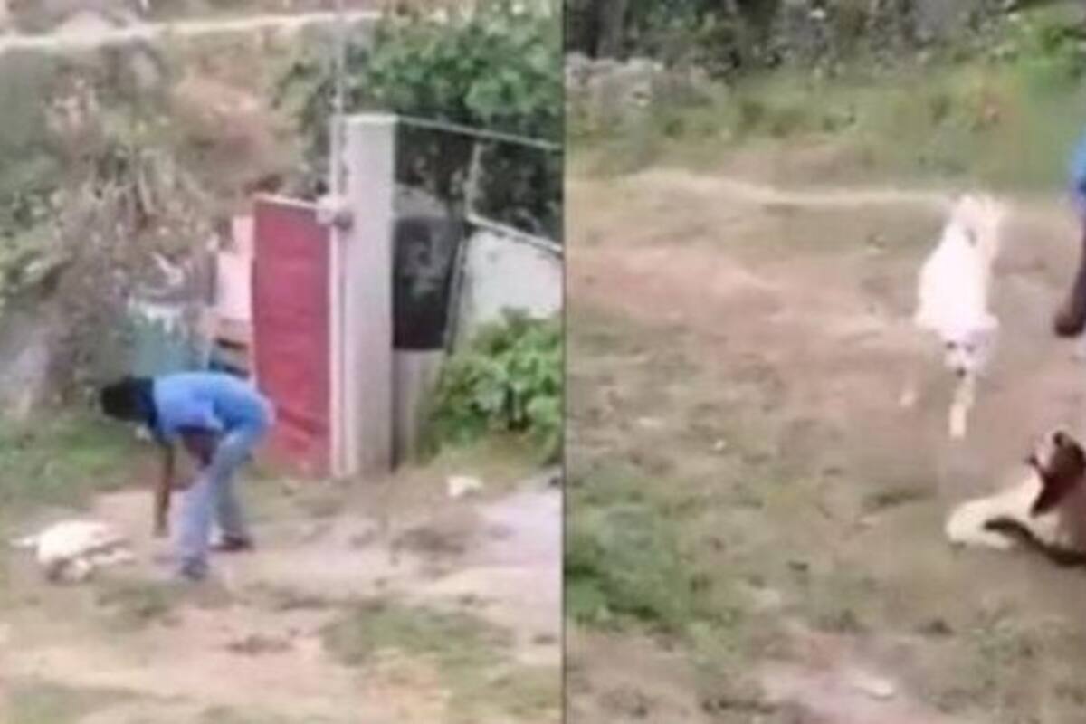 Abren investigación a sujeto que mató a perrita a machetazos