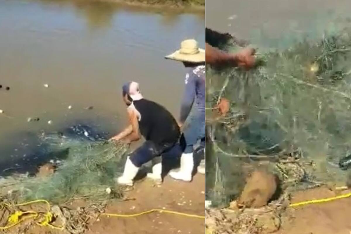 Avistan a supuesto cocodrilo en Ejidos del Sur, Sonora