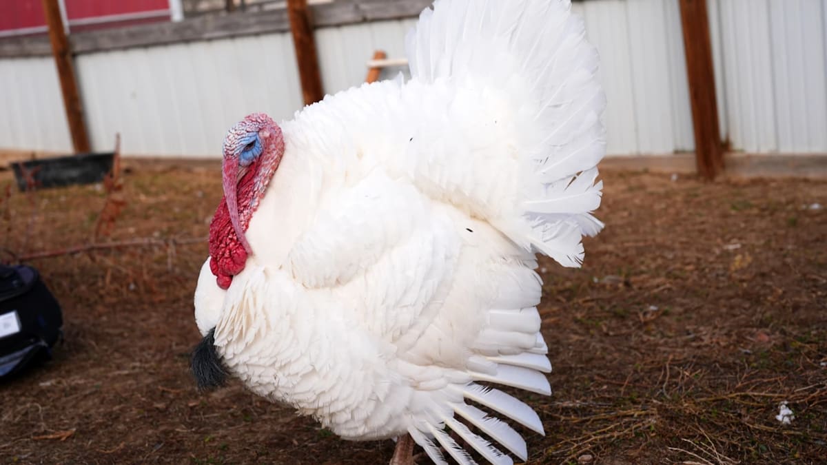 Programas de adopción de pavos ganan popularidad como alternativa al consumo en Acción de Gracias (AP)