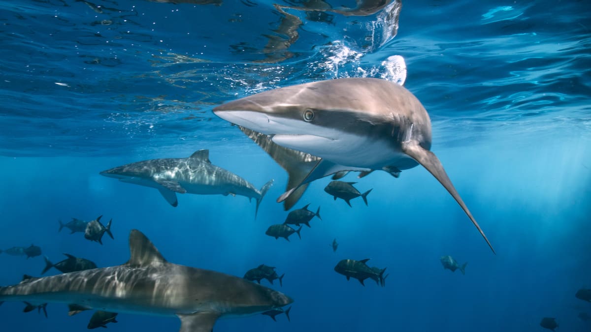 La información fue confirmada por la policía local, autoridades estatales y el Departamento Federal de Asuntos Exteriores de Suiza. Foto: Canva
