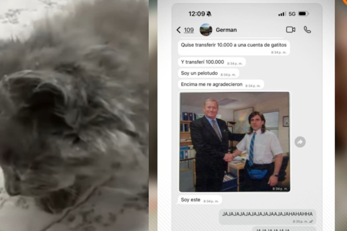 “Hasta lo felicitaron y agradecieron por su contribución”: Joven argentino dona más de 100 mil pesos a un refugio de gatitos por error