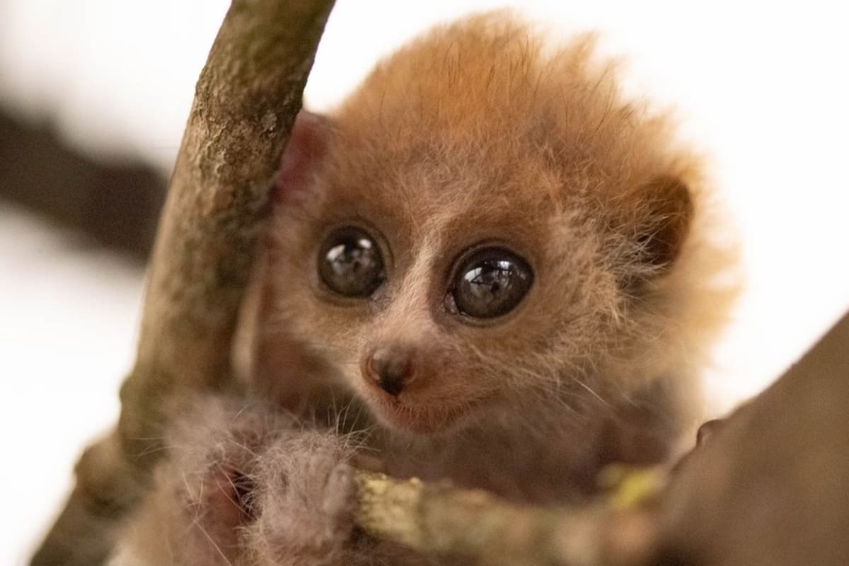 Un zoológico de Estados Unidos muestra fotos de un mono pigmeo recién nacido