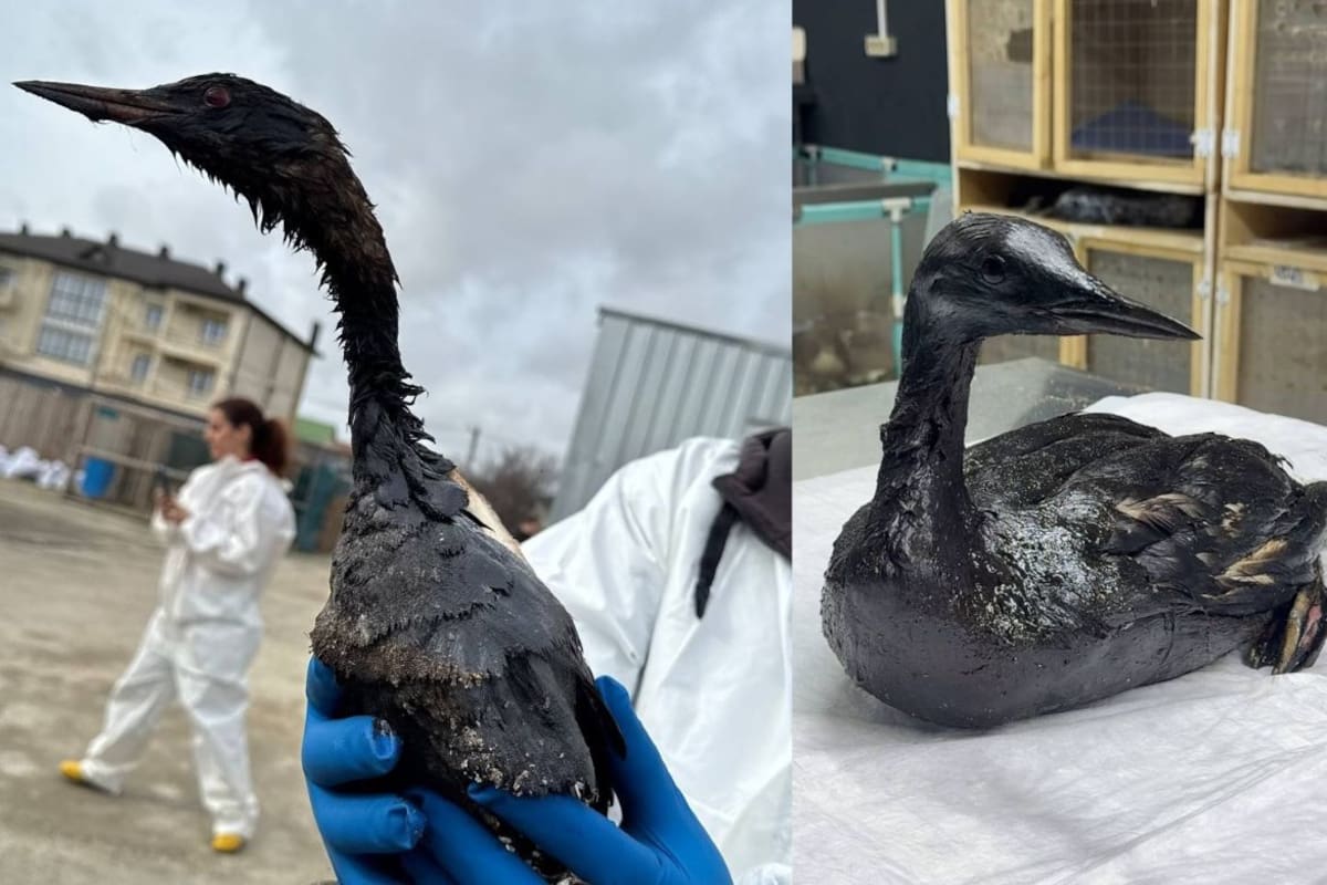 Rescatan más de 200 aves cubiertas de petróleo en el mar Negro; investigan posible vínculo con ataques a petroleros