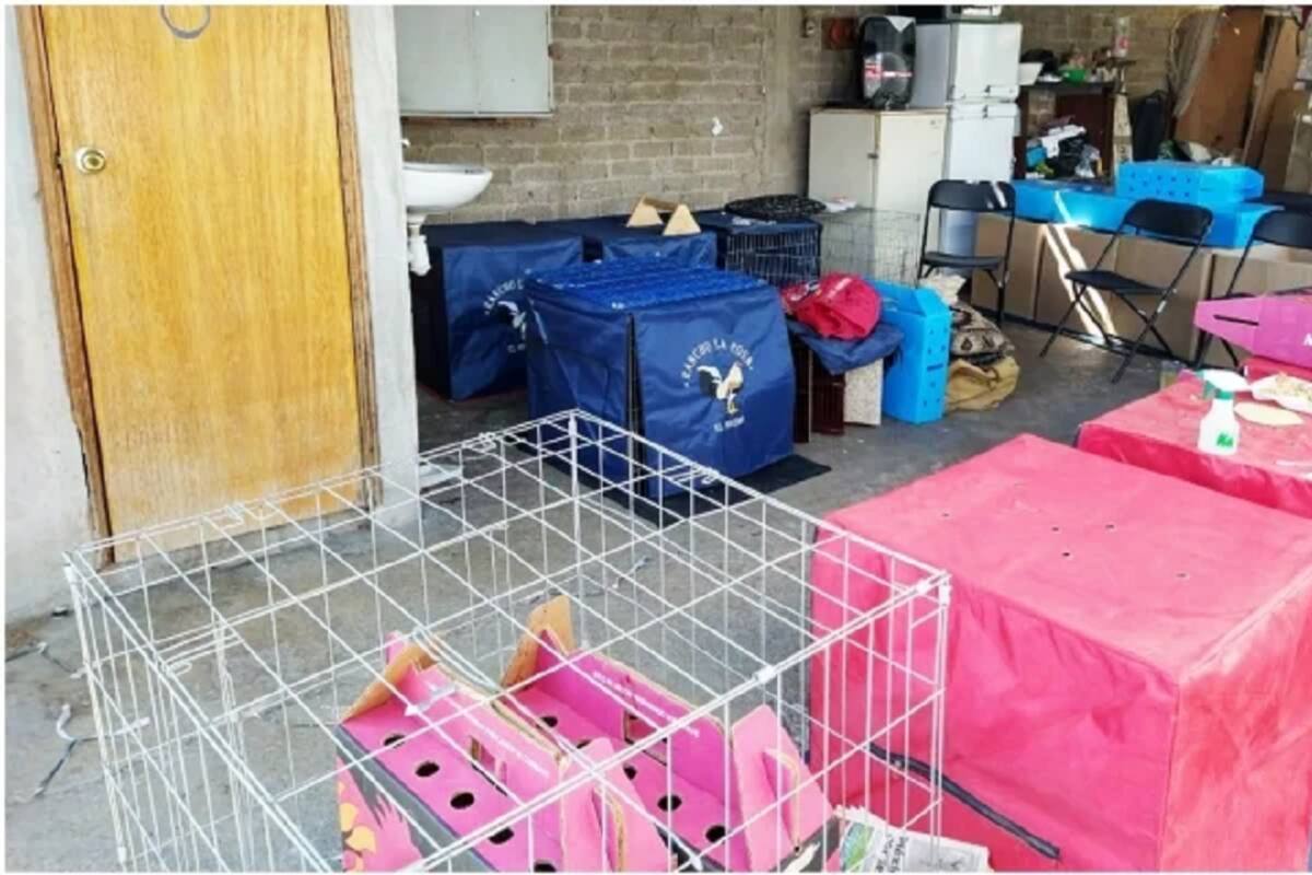 Desalojan predio donde hacían fiestas y peleas de gallos clandestinas en Ecatepec