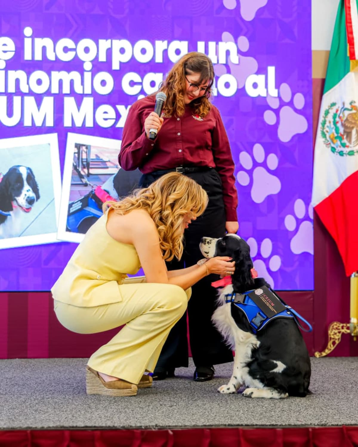El CEJUM incorporó un nuevo binomio canino en Mexicali para ampliar la atención psicológica a niñas, niños y adolescentes víctimas de violencia.
Fotos: Cortesía.