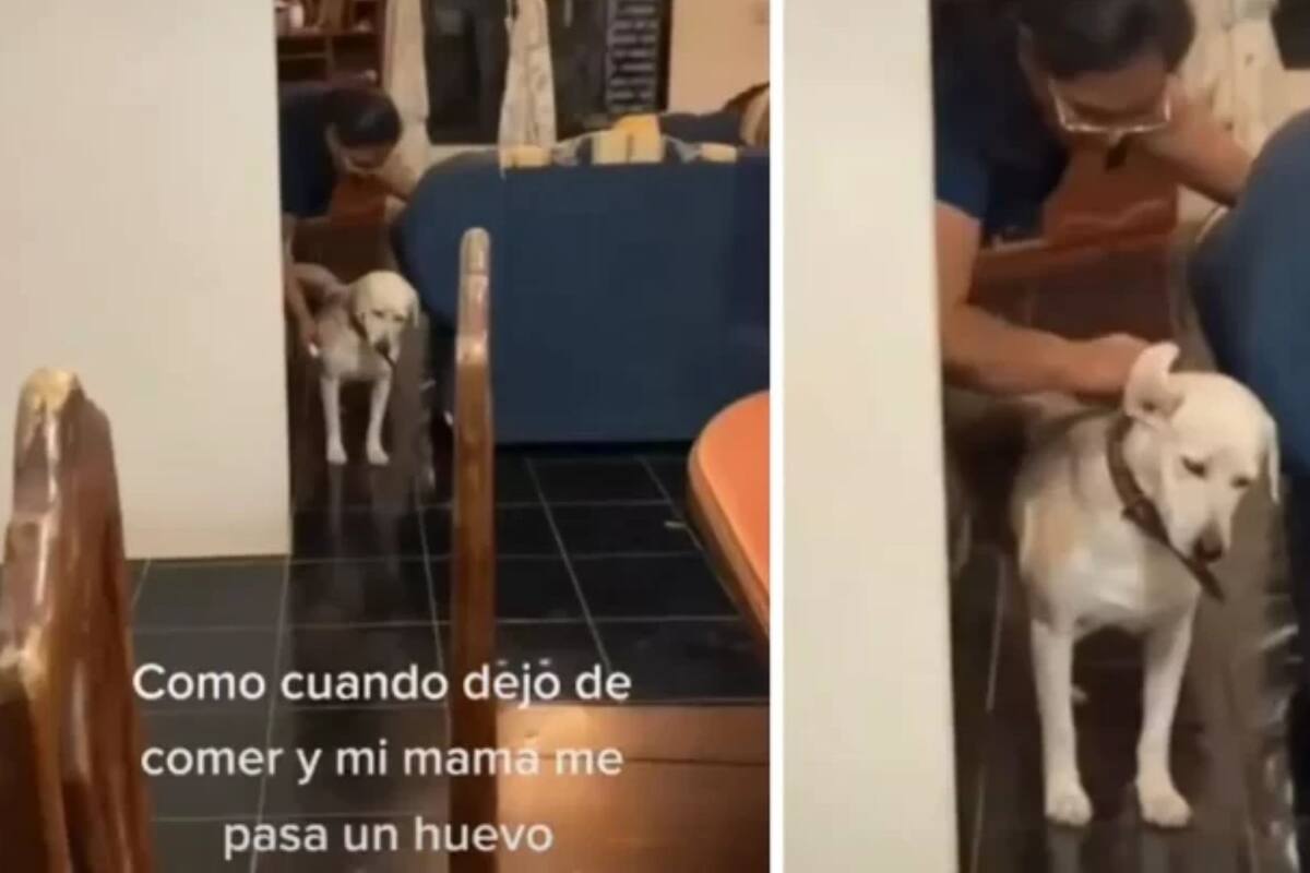VIDEO: ¡Se empacho! Perrito deja de comer y su dueña le pasa un huevo para curarlo
