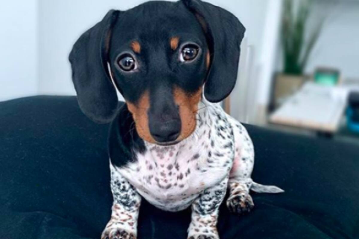 Moo, el adorable perro salchicha que sorprende por su pelaje moteado como una vaca