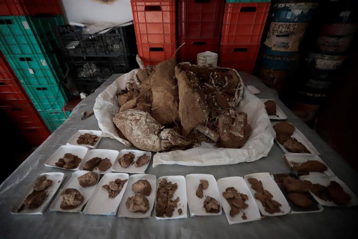 Hallan huesos de un mamut de 13 mil años en México