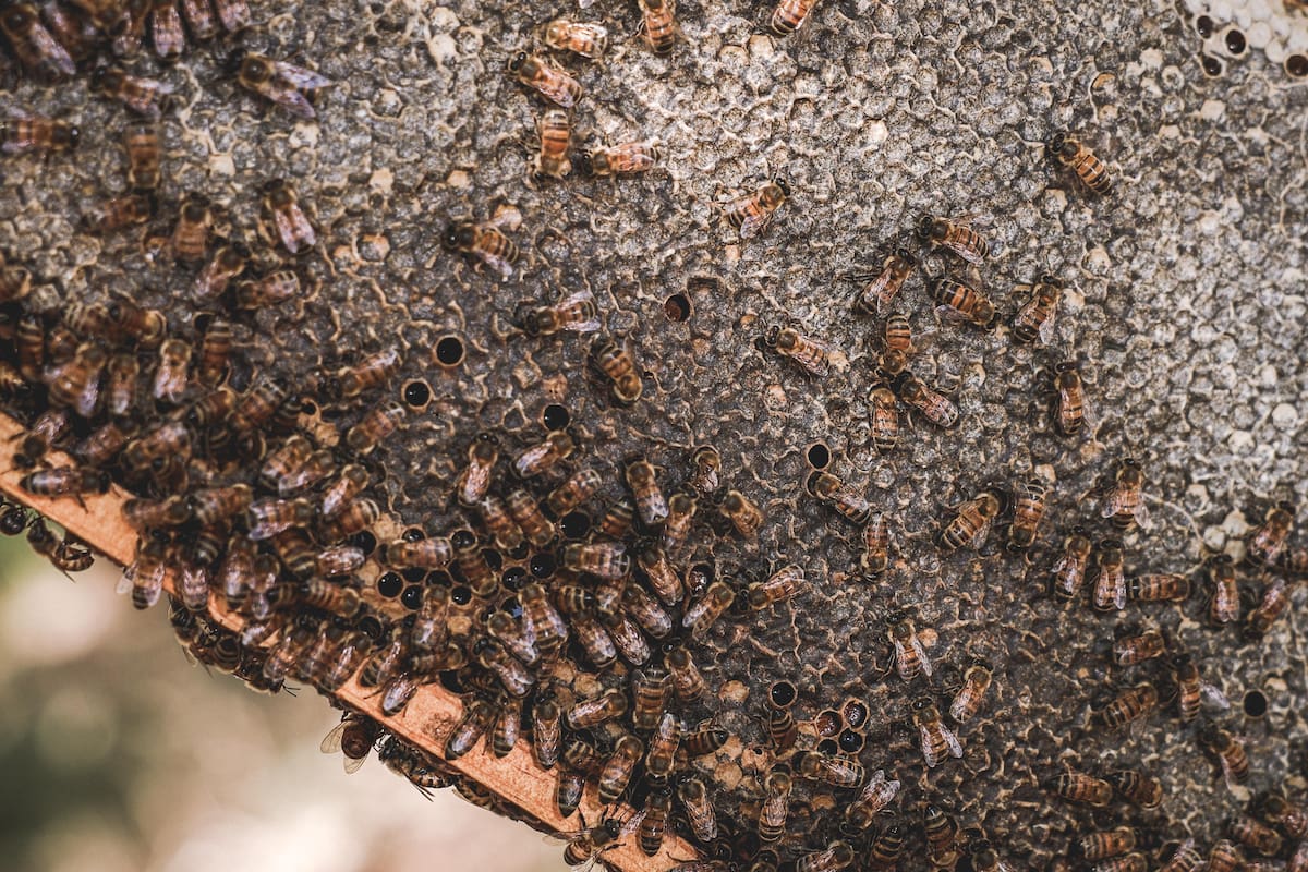 Ataque mortal de abejas Arizona deja un trabajador muerto y dos hospitalizados