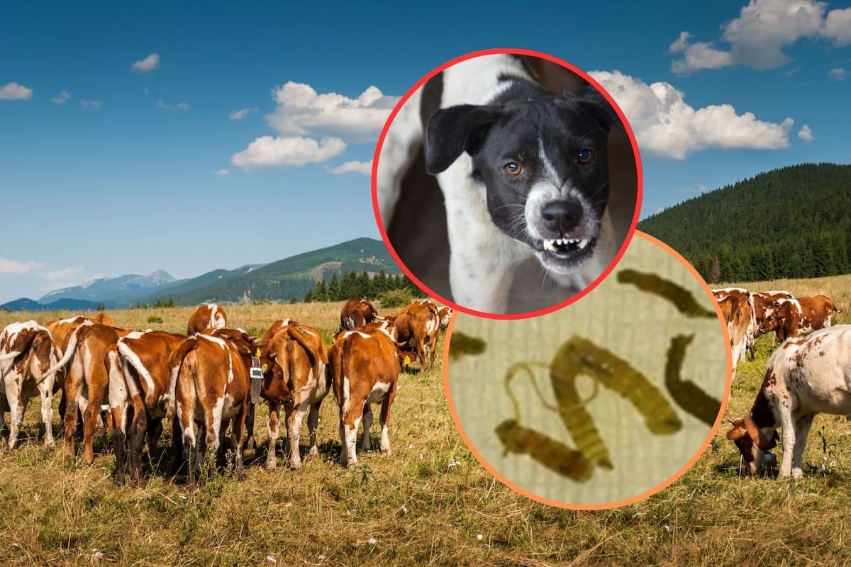 Miasis por gusano barrenador en Chiapas: Confirman segundo caso por mordida de perro