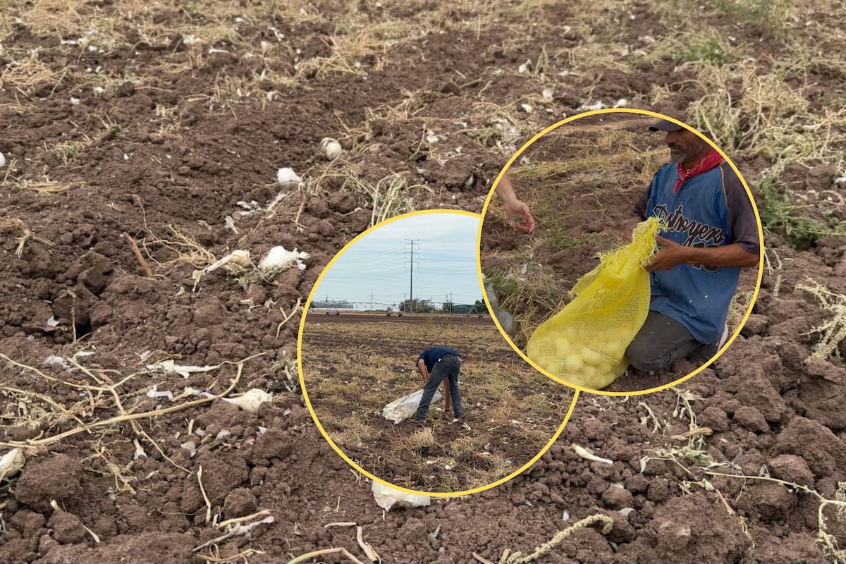 De la pepena a la mesa: Familias del Valle del Yaqui obtienen ingresos con cebolla rezagada de las cosechas