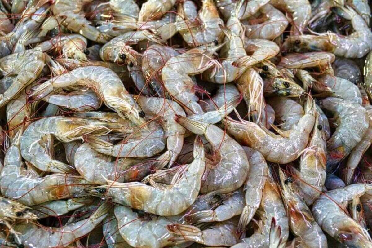 Cómo elegir mariscos frescos en la playa y evitar problemas de salud
