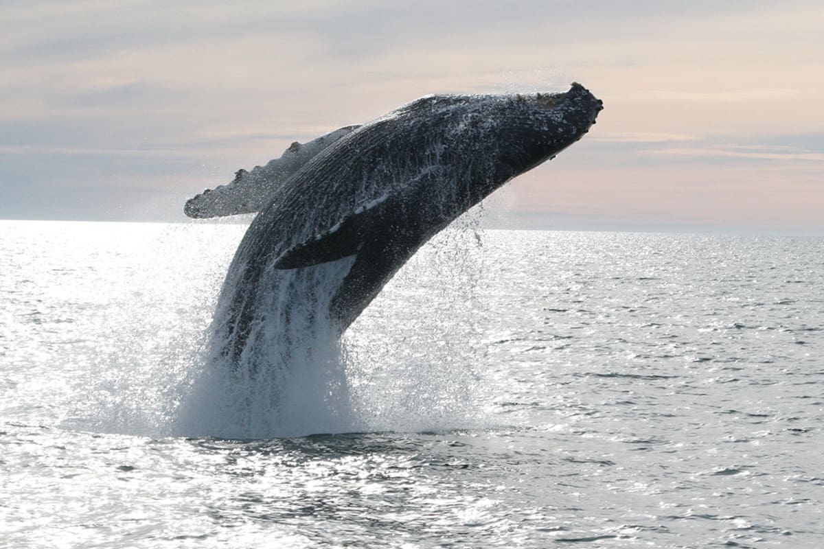 Explora 5 actividades imperdibles en Puerto Peñasco