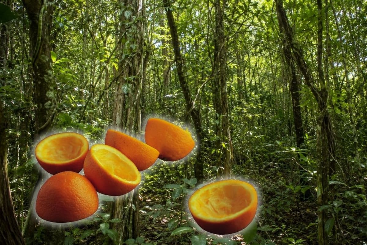 Un experimento con 12,000 toneladas de cáscaras de naranja en Costa Rica transformó un terreno estéril en un bosque exuberante con un incremento del 176% en biomasa arbórea