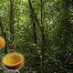 Cáscaras de naranja regeneran un bosque en Costa Rica