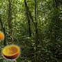 Un experimento con 12,000 toneladas de cáscaras de naranja en Costa Rica transformó un terreno estéril en un bosque exuberante con un incremento del 176% en biomasa arbórea