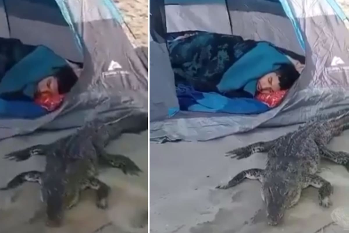 VIDEO: Acampan en la playa y encuentran un cocodrilo durmiendo a su lado