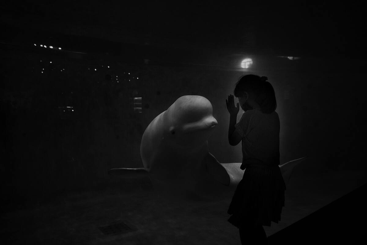 La reacción de un beluga ante el gesto de un niño