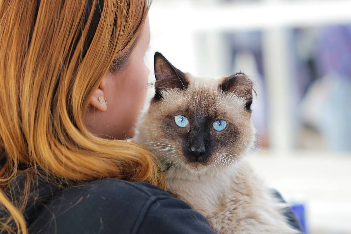 ¿Tienes mascota? Bienestar Animal de Hermosillo ofrece jornadas de esterilización gratuitas