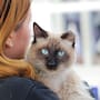 Esterilización gratis para perros y gatos en Hermosillo: fechas y cómo agendar en mayo