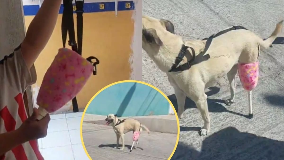 Familia en San Luis Potosí fabrica prótesis con botellas recicladas para Maya, la perrita que superó la falta de una pata y el alto costo de equipos veterinarios profesionales