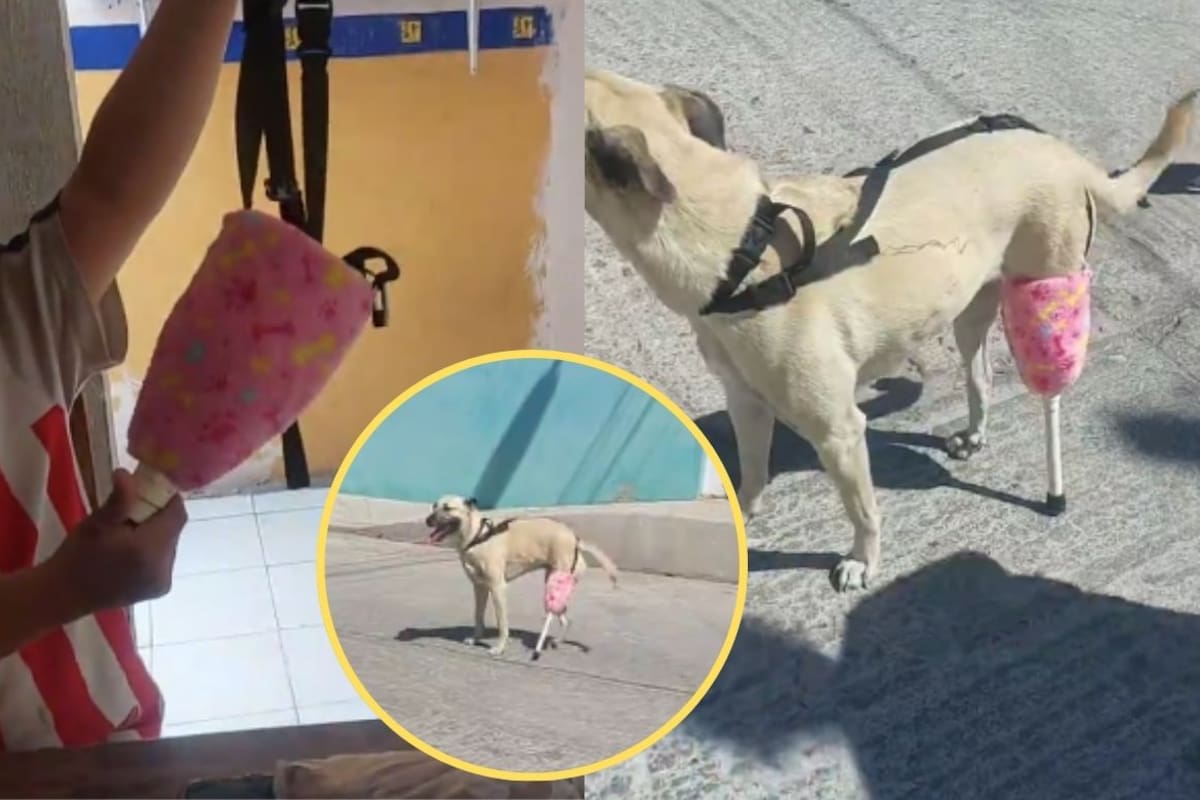 Familia en San Luis Potosí fabrica prótesis con botellas recicladas para Maya, la perrita que superó la falta de una pata y el alto costo de equipos veterinarios profesionales