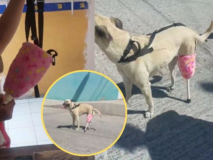Familia en San Luis Potosí fabrica prótesis con botellas recicladas para Maya, la perrita que superó la falta de una pata y el alto costo de equipos veterinarios profesionales
