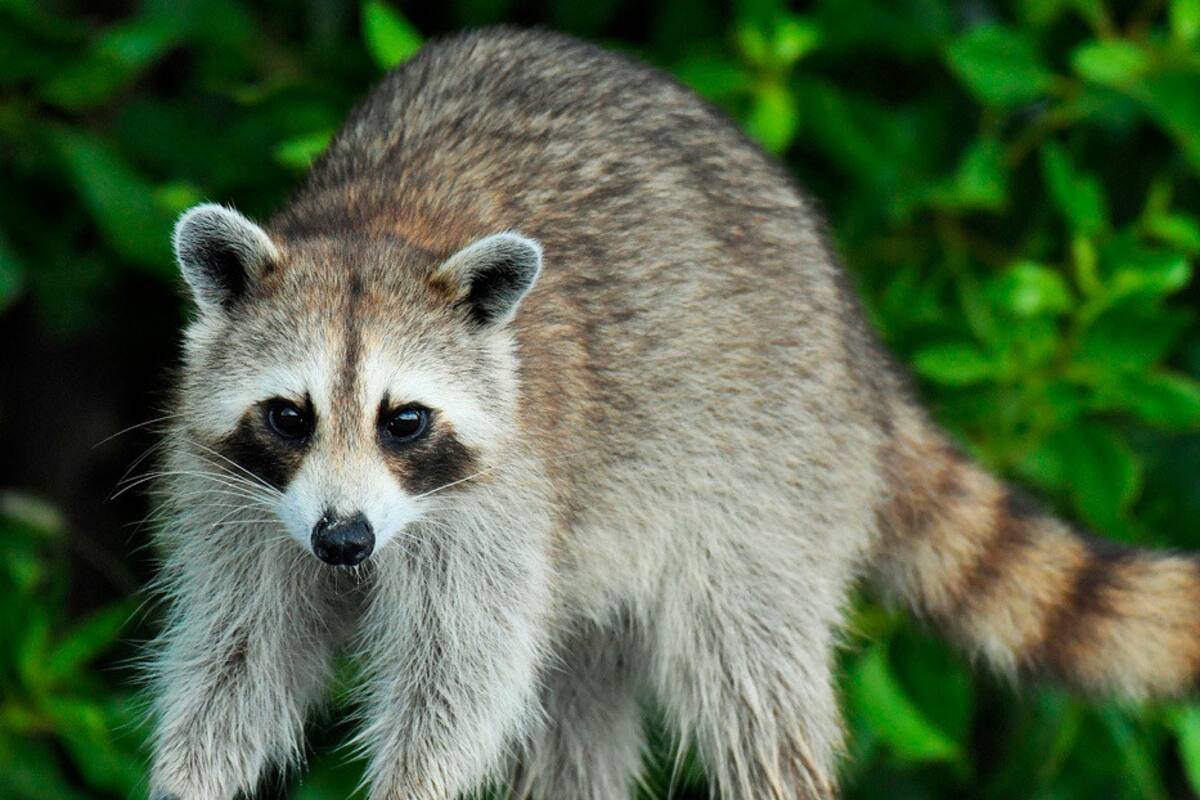 Mapaches atacan a periodistas en jardín de la Casa Blanca