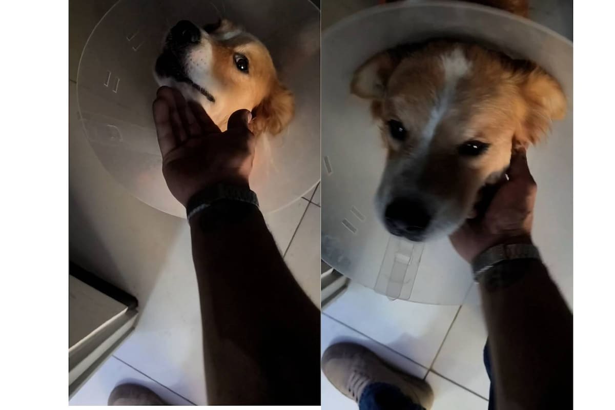 Jefe permite a su empleado llevar a su perrita enferma al trabajo para cuidarla