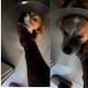 Jefe permite llevar a perrita enferma al trabajo