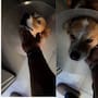 En Mexicali, el jefe de un joven le permitió llevar a su perrita enferma al trabajo para que pudiera cuidarla