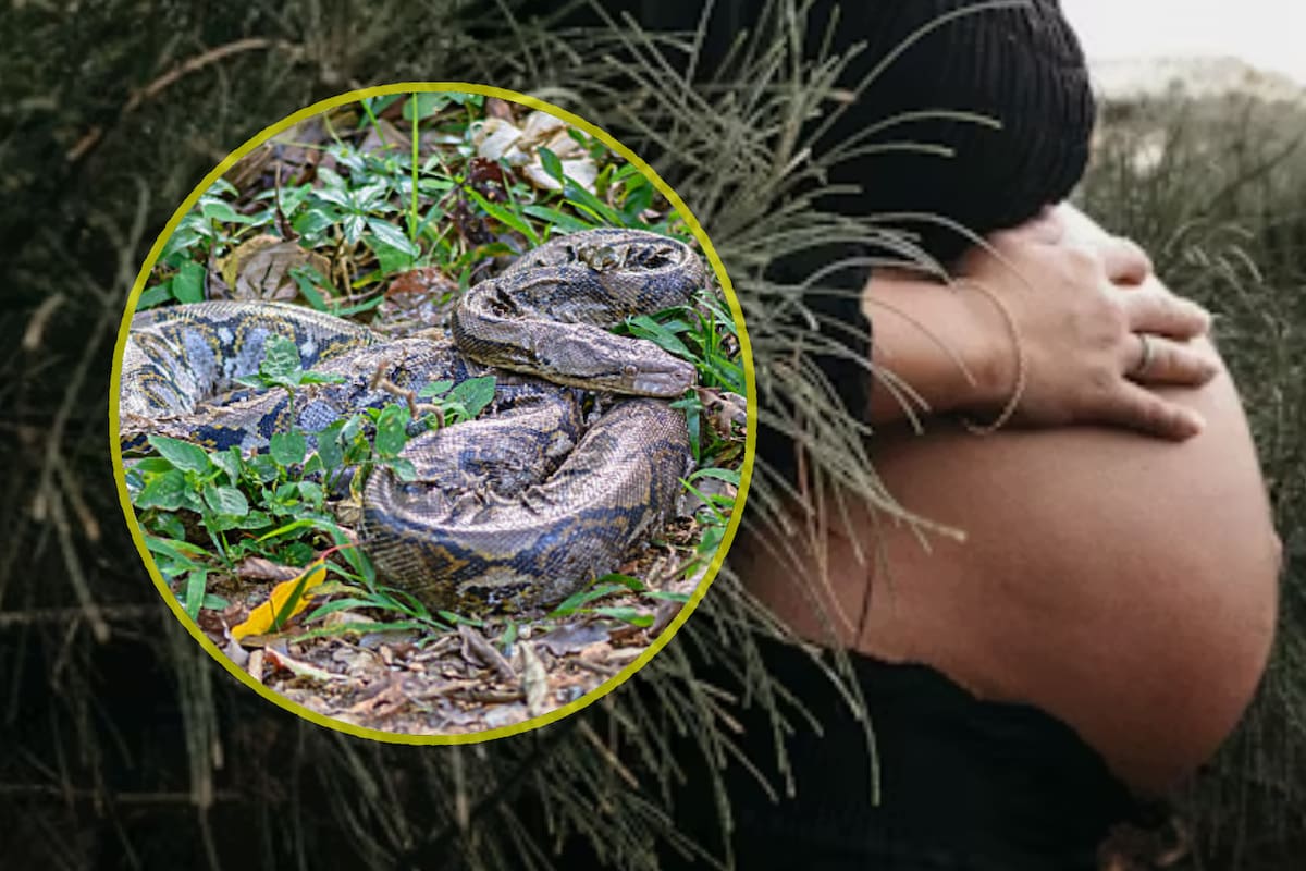 Mujer embarazada muere mordida por la serpiente más mortífera del mundo en Árica
