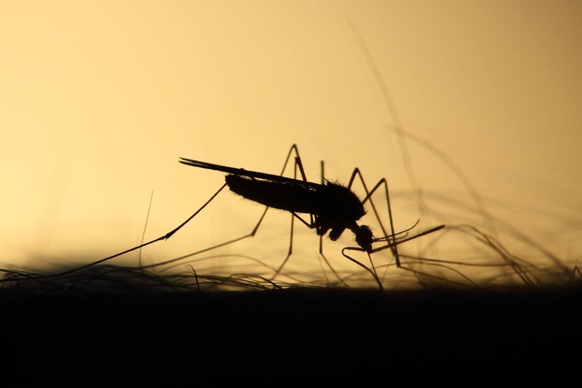 VIDEO: ¿Cuál es el mosquito que amenaza a 126 millones de africanos por contagio de malaria?