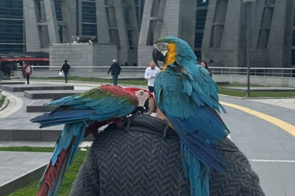 VIRAL: Hombre descubre infidelidad de su pareja gracias a sus loros