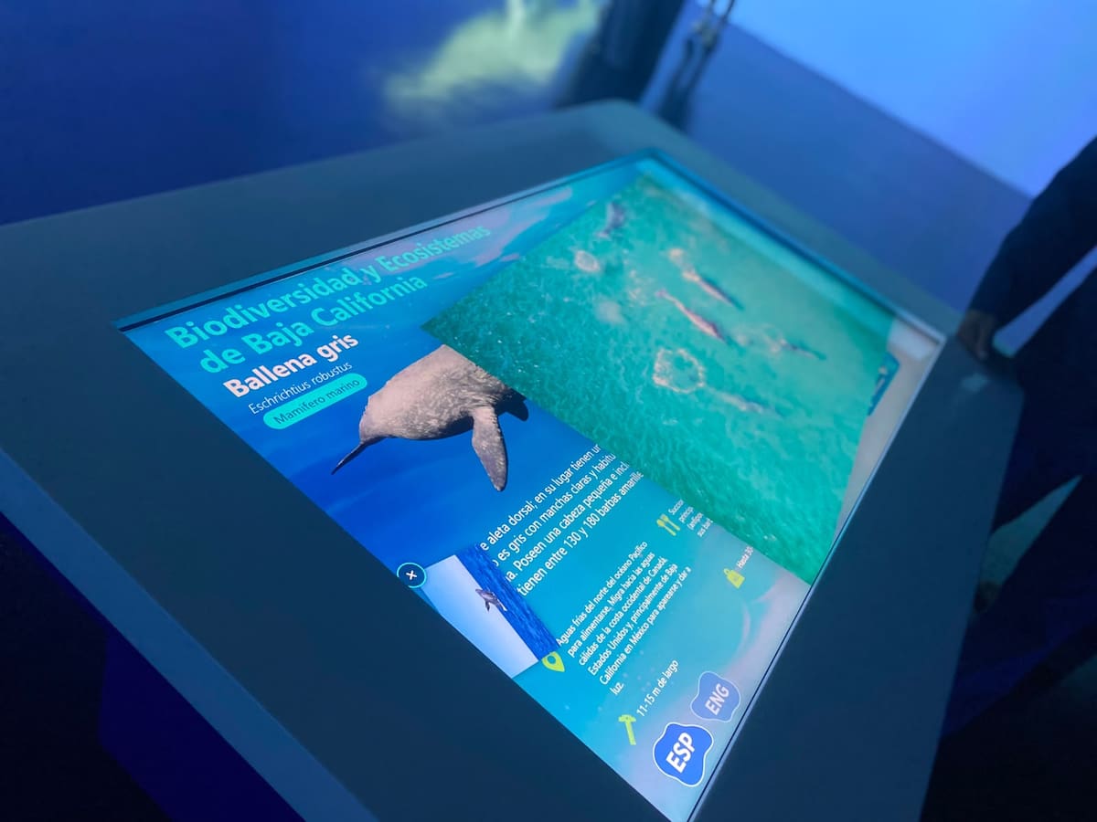 El Trompo inauguró una nueva sala inmersiva dedicada a la biodiversidad y los ecosistemas marinos de Baja California. Foto: Emmanuel Castañeda