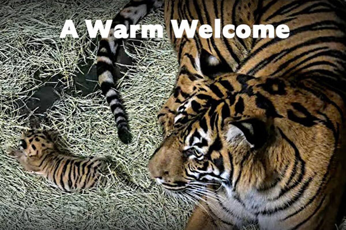 San Diego Zoo Safari Park da la bienvenida a un tigre de Sumatra