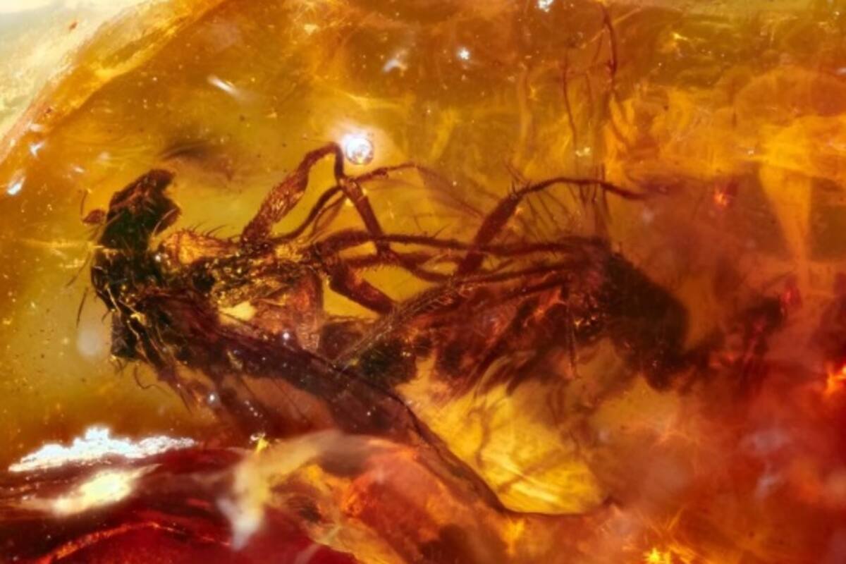 Moscas fosilizadas durante 41 millones de años murieron en un momento íntimo