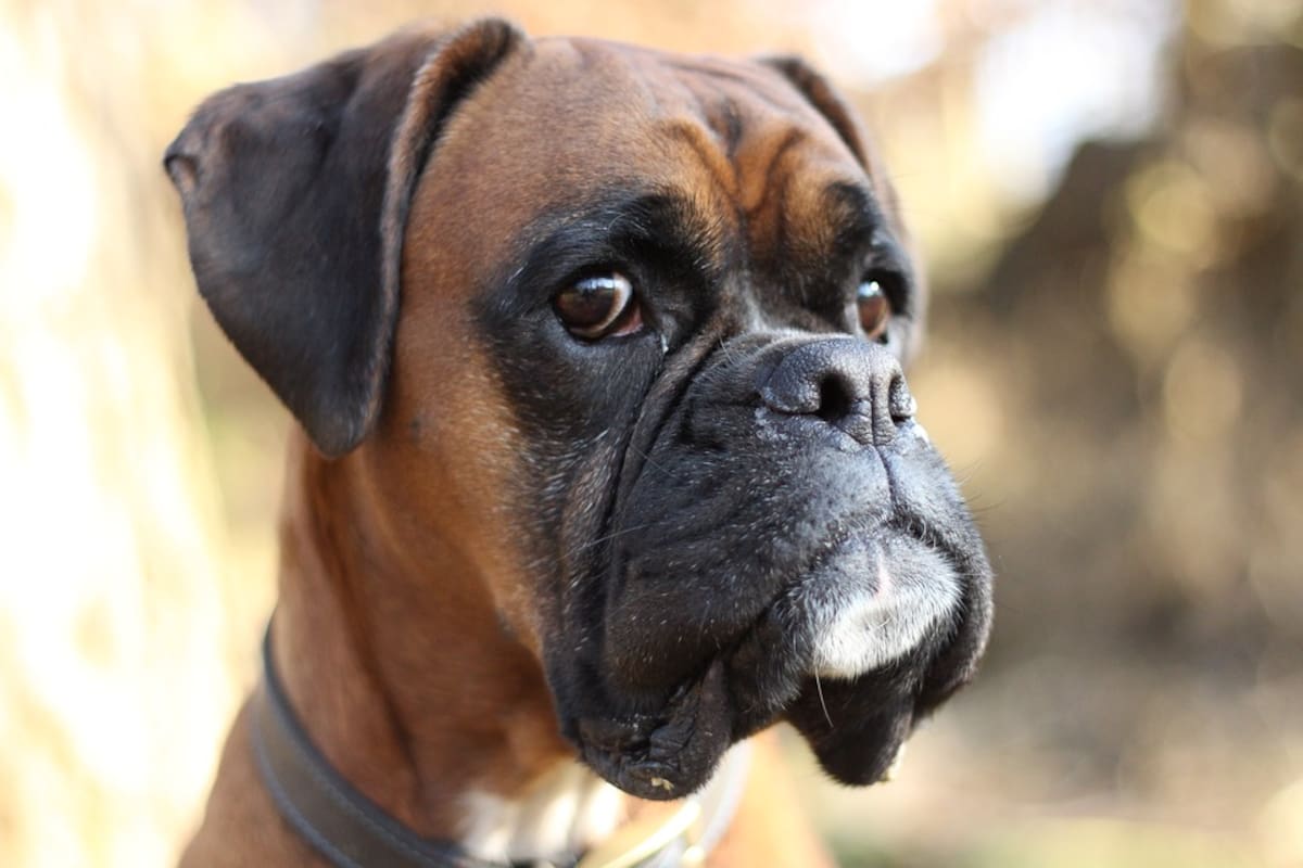 VIDEO: Perro manifiesta su enojo porque su dueño lo dejó en el veterinario