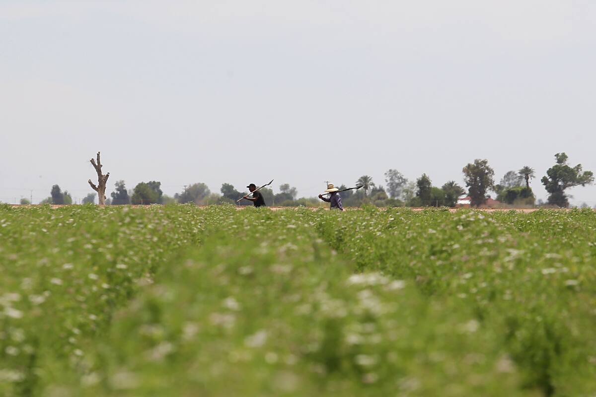 Trabajadores del campo en USA portan permisos especiales
