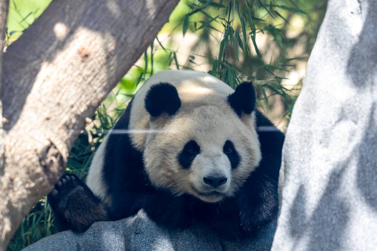 Xin Bao, hembra de oso panda, de 4 años de edad