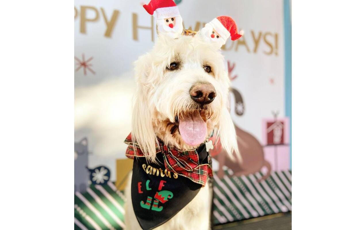 Regresa el desfile navideño de perros al centro de San Diego