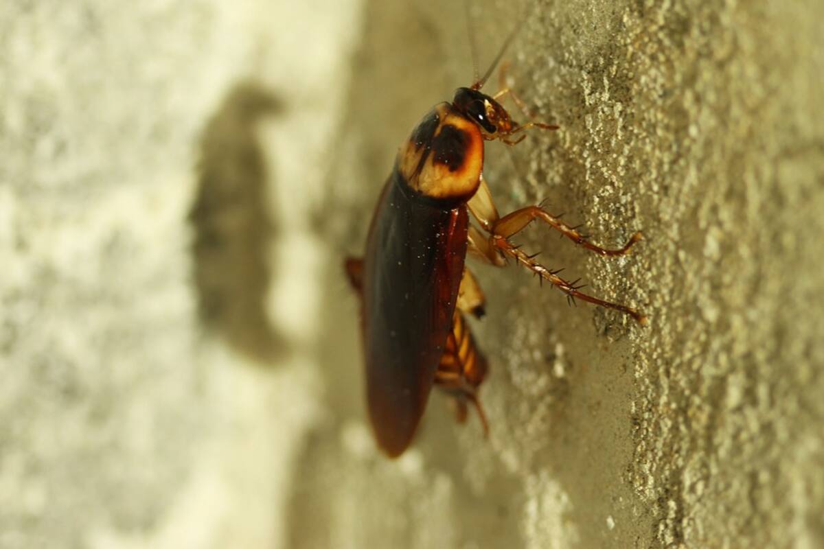 Atrapa una cucaracha con cinta para poder tocarla