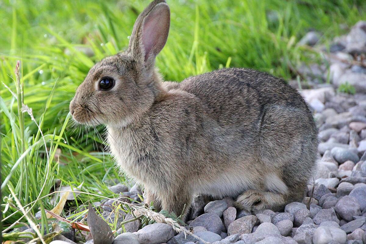 Nuevo virus en EU: Enfermedad hemorrágica del conejo es registrada en California por primera vez