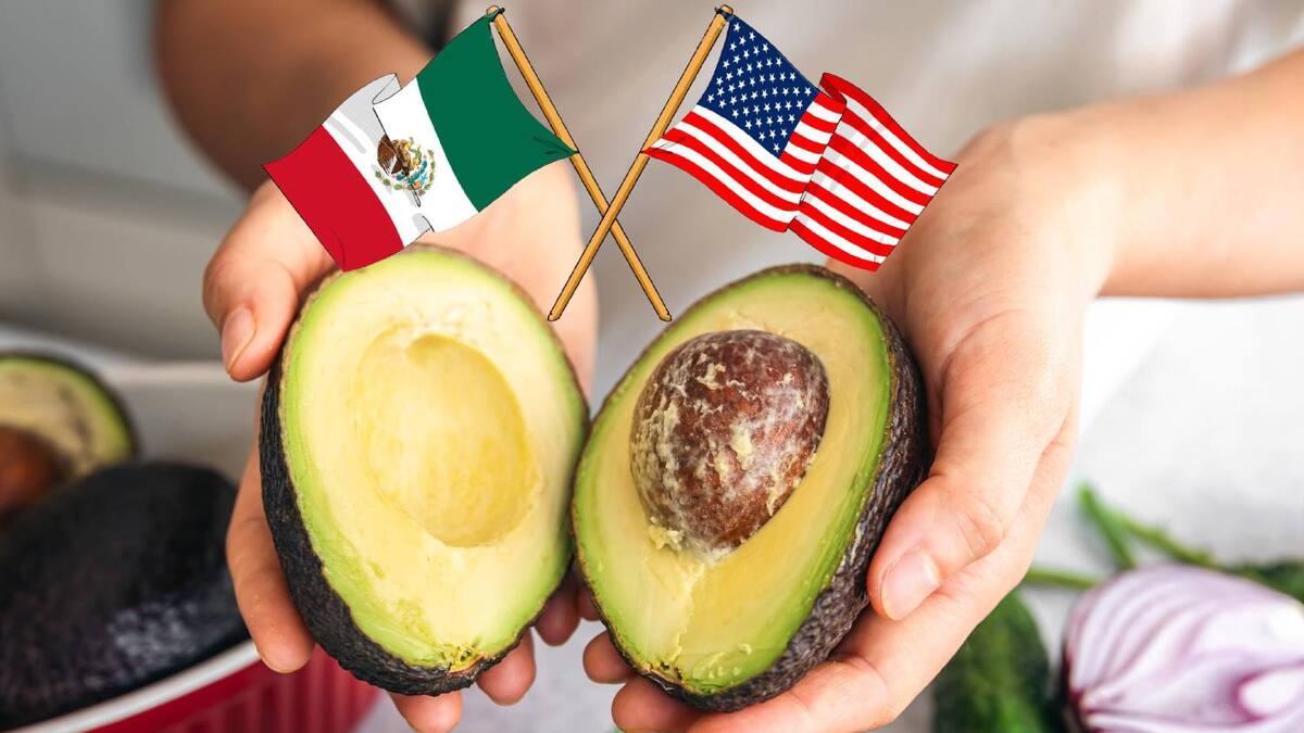 Productores de Estados Unidos buscan frenar la entrada del aguacate mexicano y pidieron incluir en el T-MEC nuevas barreras como aranceles, controles sanitarios más estrictos e incluso el cierre total de la frontera