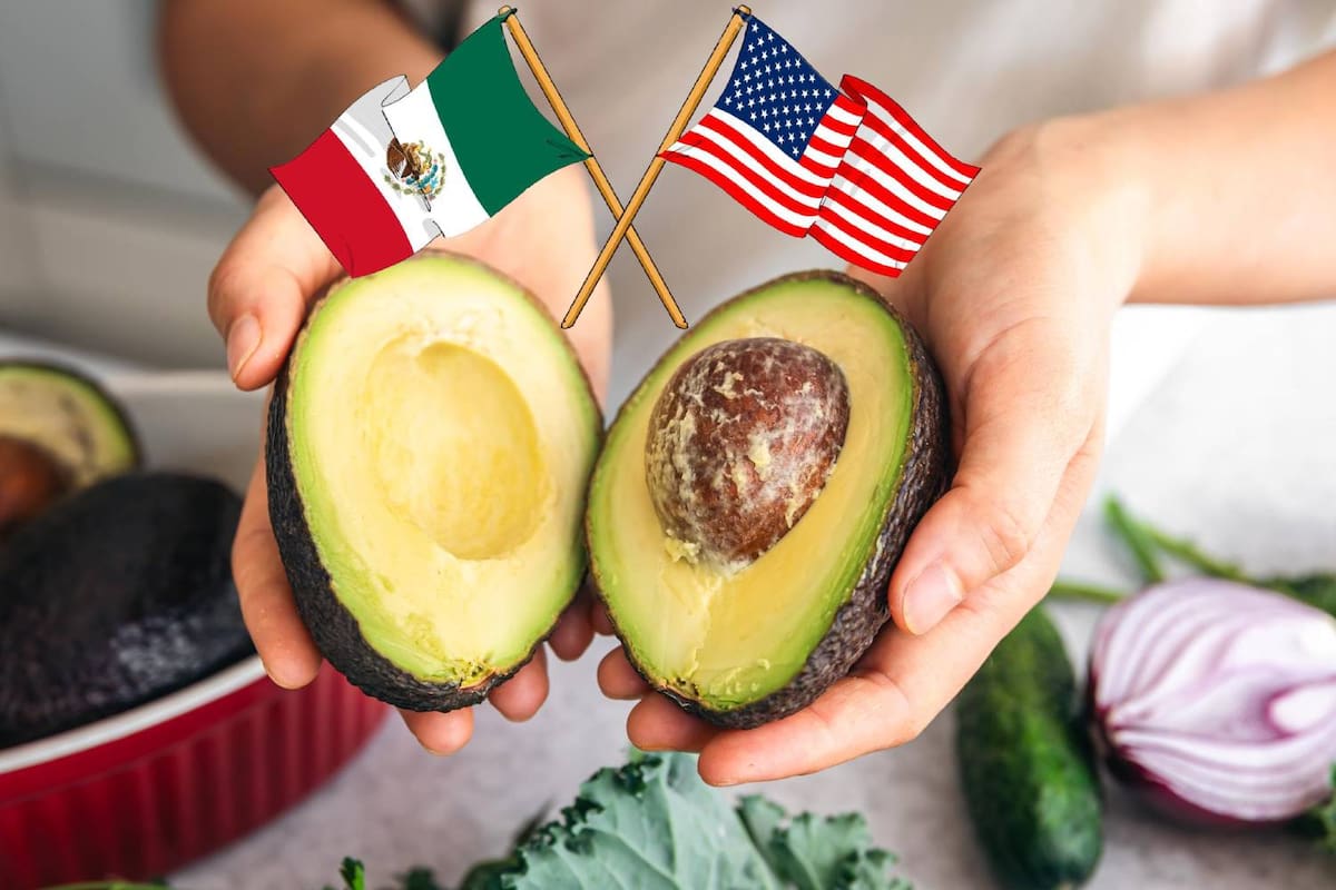 Productores de Estados Unidos buscan frenar la entrada del aguacate mexicano y pidieron incluir en el T-MEC nuevas barreras como aranceles, controles sanitarios más estrictos e incluso el cierre total de la frontera