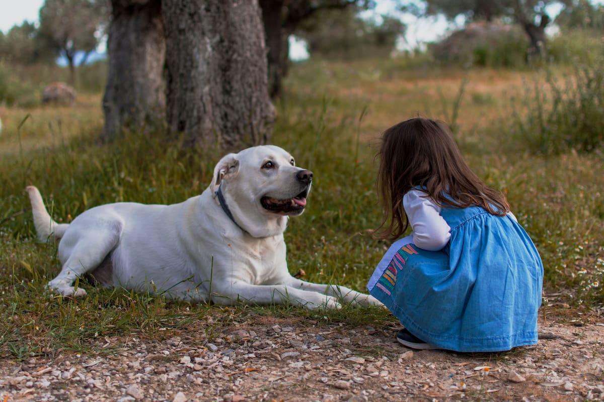 Científicos descubren que los perros pueden reconocer patrones de consonantes en el habla humana y explican cómo su cerebro organiza los sonidos sin procesar el lenguaje igual que las personas