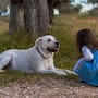 Científicos descubren que los perros pueden reconocer patrones de consonantes en el habla humana y explican cómo su cerebro organiza los sonidos sin procesar el lenguaje igual que las personas